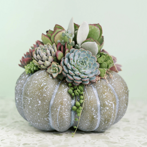 Succulent Pumpkin Workshop (Nov)